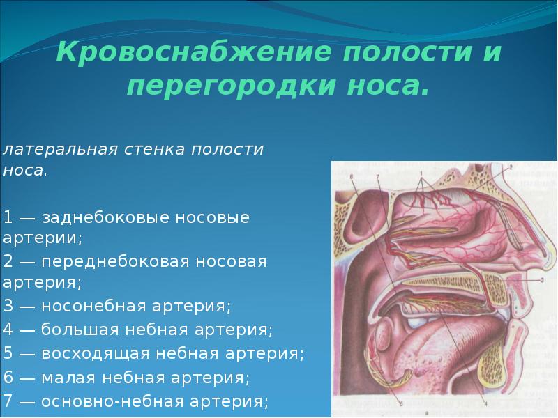 Анатомия носа и околоносовых пазух презентация