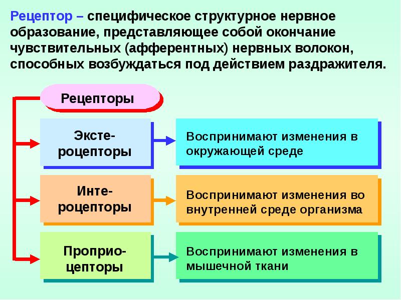 Восприятие человеком информации из внешней среды обеспечивает ткань изображенная на рисунке