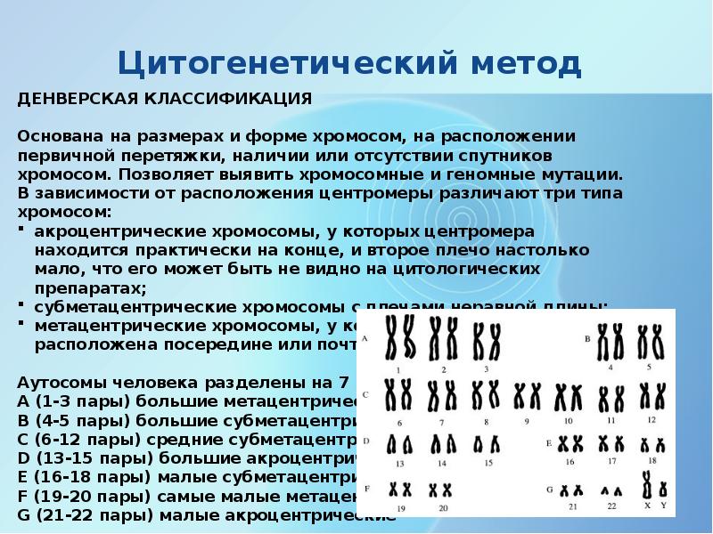 Методы генетики человека презентация