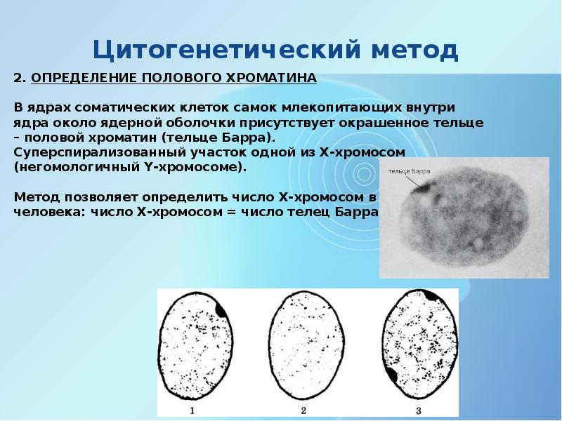 Цитогенетический метод. Цитогенетические методы определения пола. Цитогенетический метод метод определения полового хроматина. Цитогенетический метод презентация. Цитогенетический метод исследования y хроматина.