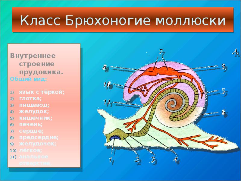 Презентация тип моллюски общая характеристика 7 класс презентация