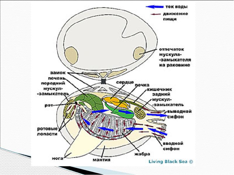 Строение мидии рисунок