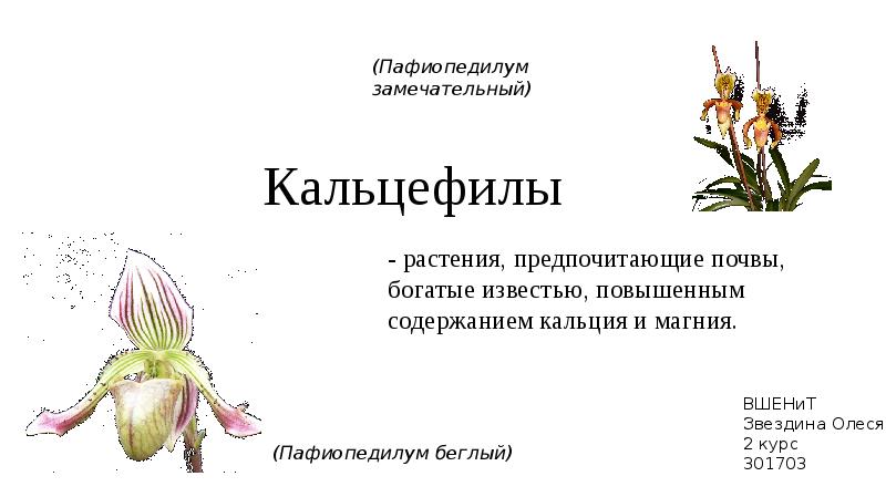 Цветы укажут верный. Растения кальцефилы. Кальцефиты примеры растений. Кальцефилы и кальцефиты. Кальцефилы примеры растений.