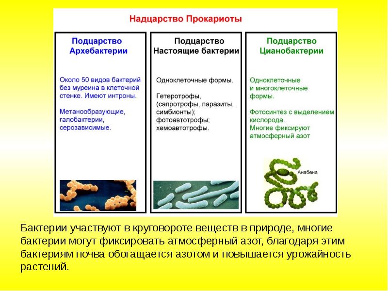 Классификация организмов презентация