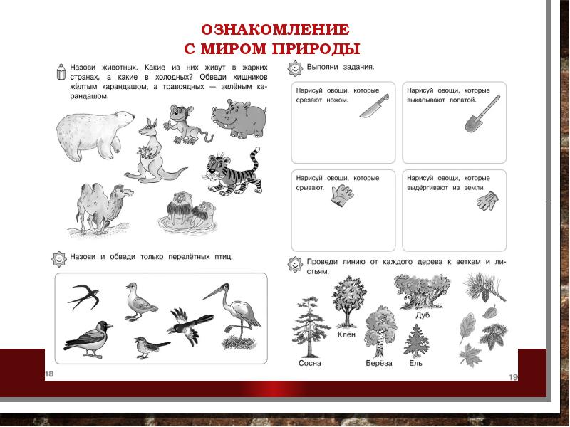 Мир природы в старшей группе. Ознакомление с миром природы. Ознакомление с миром природы в старшей группе. Ознакомление с природой в старшей группе. Ознакомление с природой в средней группе.