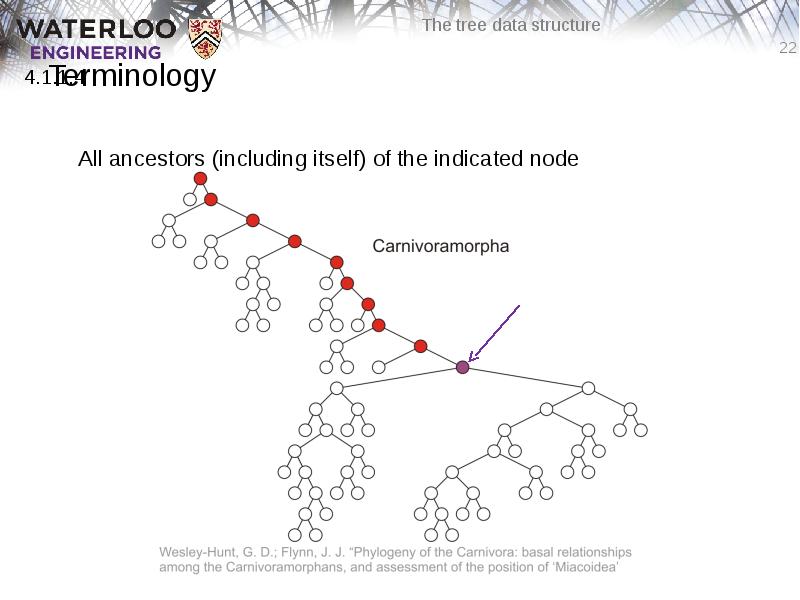 Terminology
All ancestors (including itself) of the indicated node Terminology
All ancestors (including itself) of the indicated node
