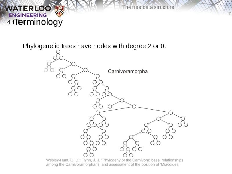 Terminology
Phylogenetic trees have nodes with degree 2 or 0: Terminology
Phylogenetic trees have nodes with degree 2 or 0: