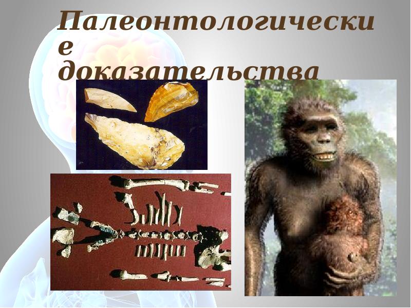 Палеонтологические доказательства примеры животных. Палеонтологические доказательства примеры животных