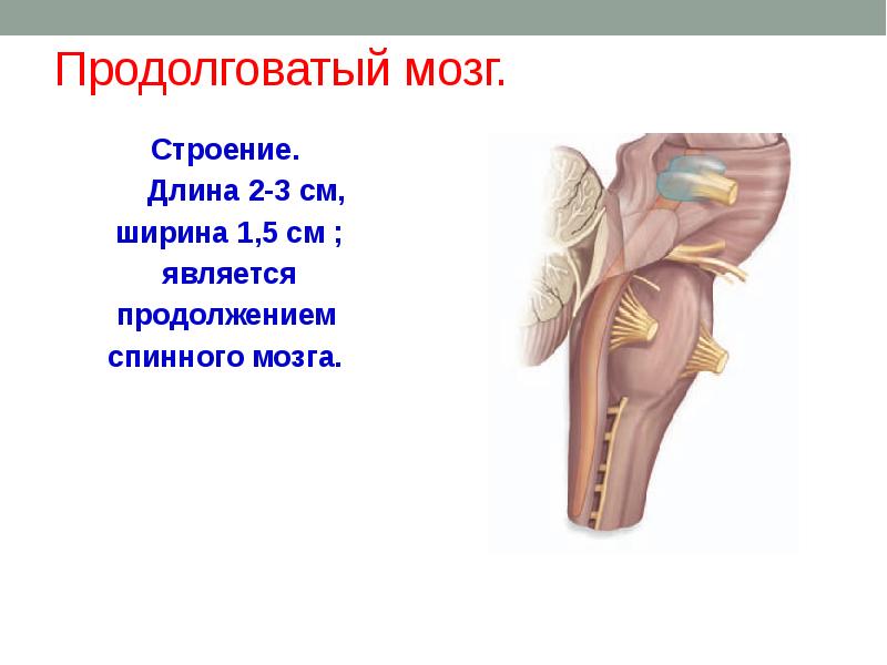 Продолговатый мозг на рисунке