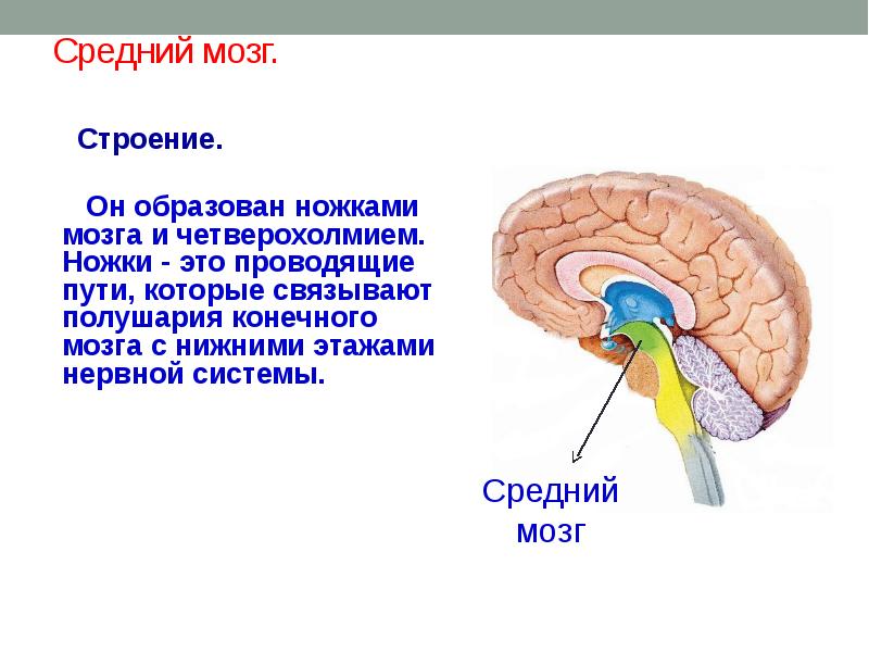 Ножки мозга отдел. Внутренне строение среднего мозга. Наружное строение среднего мозга. Схема строения среднего мозга. Основные структуры среднего мозга.