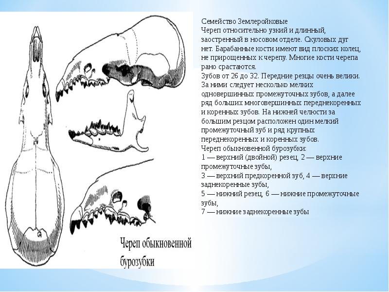 Насекомоядные презентация 7 класс