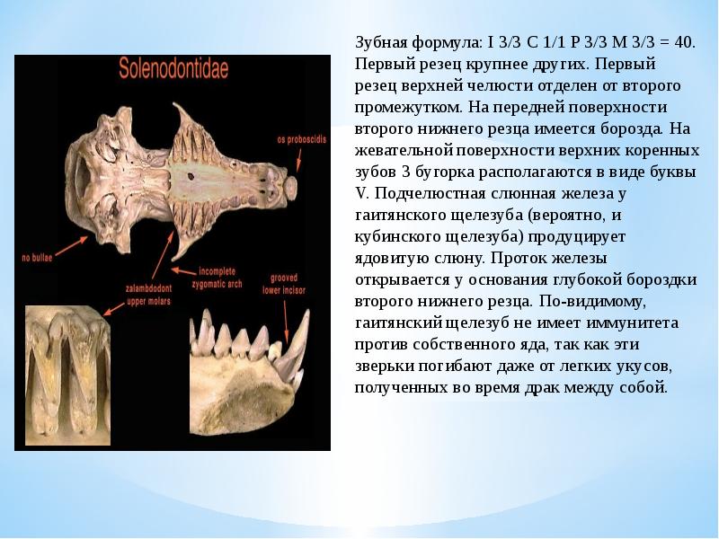 Насекомоядные презентация 7 класс