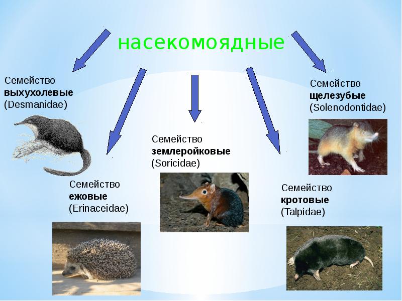 Проект на тему насекомоядные