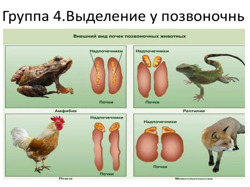 Эволюция выделительной системы у животных презентация