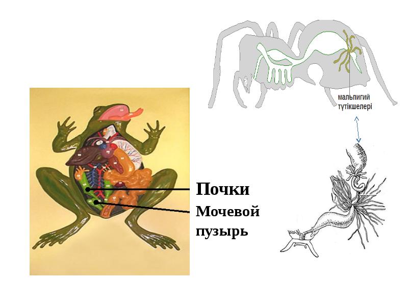 Выделительная система животных презентация