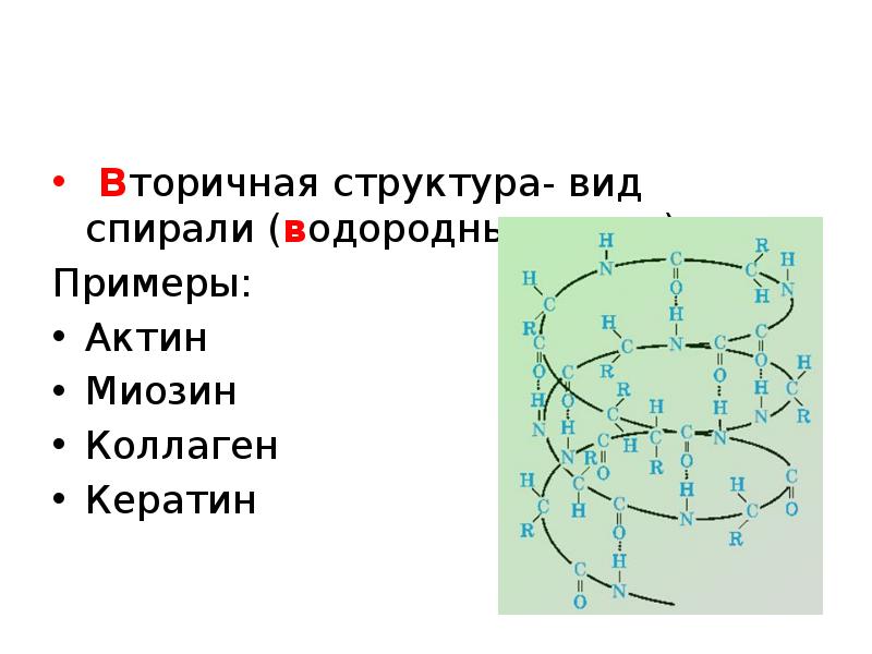 Вторичная структура связи. Вторичная структура коллагена. Вторичная структура эластина. Коллагеновая спираль вторичной структуры. Коллаген вторичная структура белка.