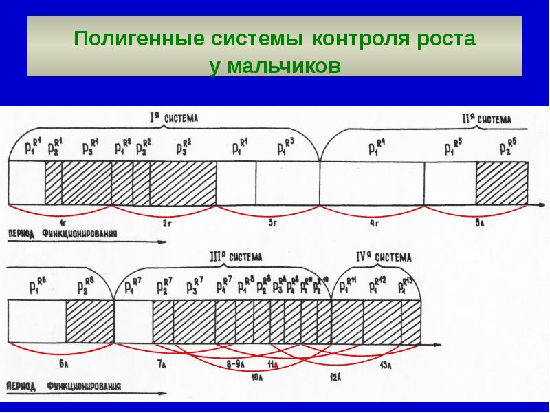 Контроль роста. Боковая линия в онтогенезе есть у. Полигенный контроль это.