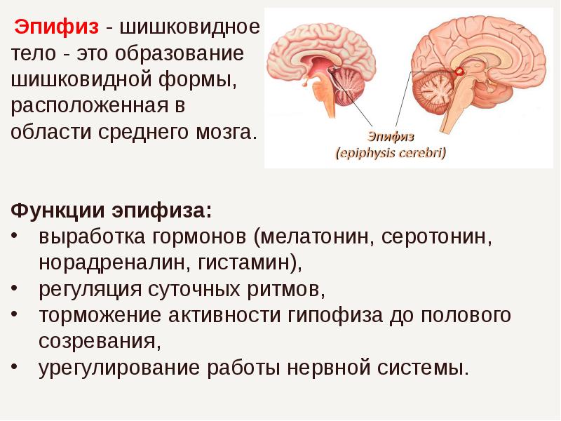 Эпифиз и гипофиз презентация