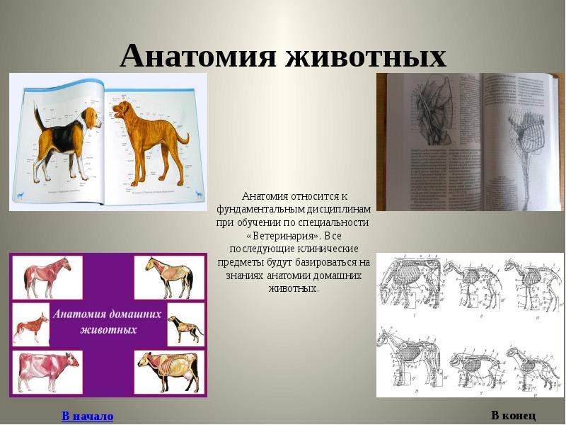 Презентация по анатомии животных