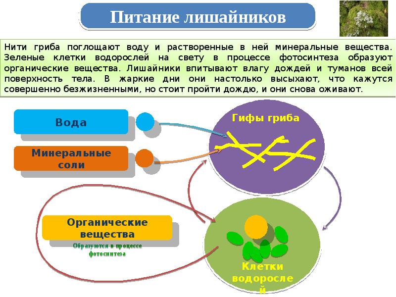 По способу питания лишайники относятся. Схема питания лишайника. Поглощают воду лишайники поглощают. Лишайники впитывают влагу всей поверхностью тела. Питание лишайников схема.