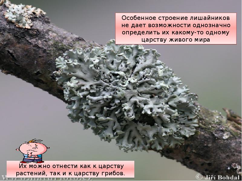 Эпик сильный лишайник. Пармелия мох. Цетрария эпифит. Mobergia лишайник. Стригущий лишайник гриб.