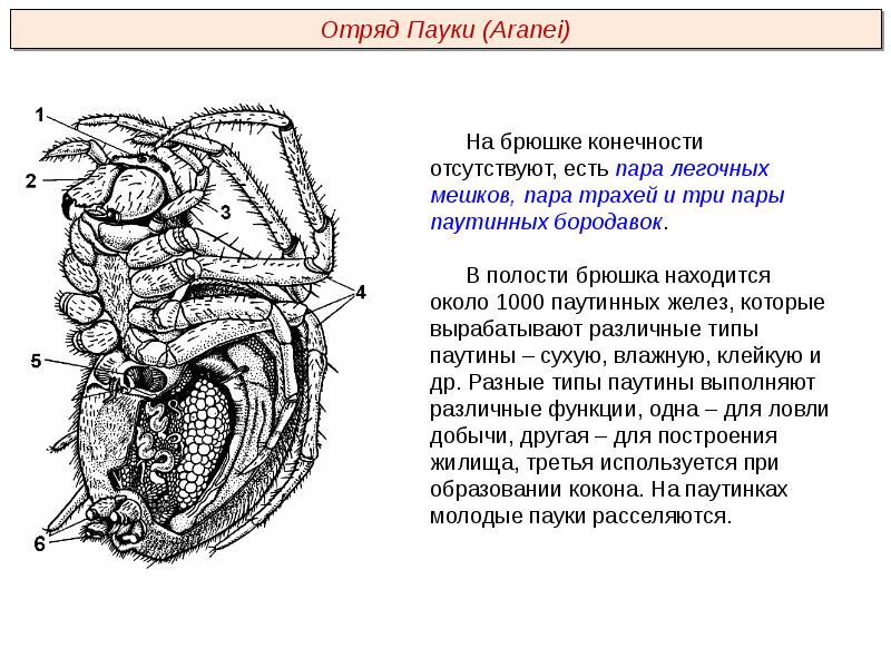 Насекомые презентация пименов