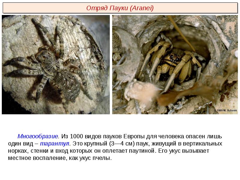 Класс паукообразные презентация пименов