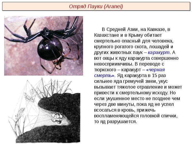 Насекомые презентация пименов