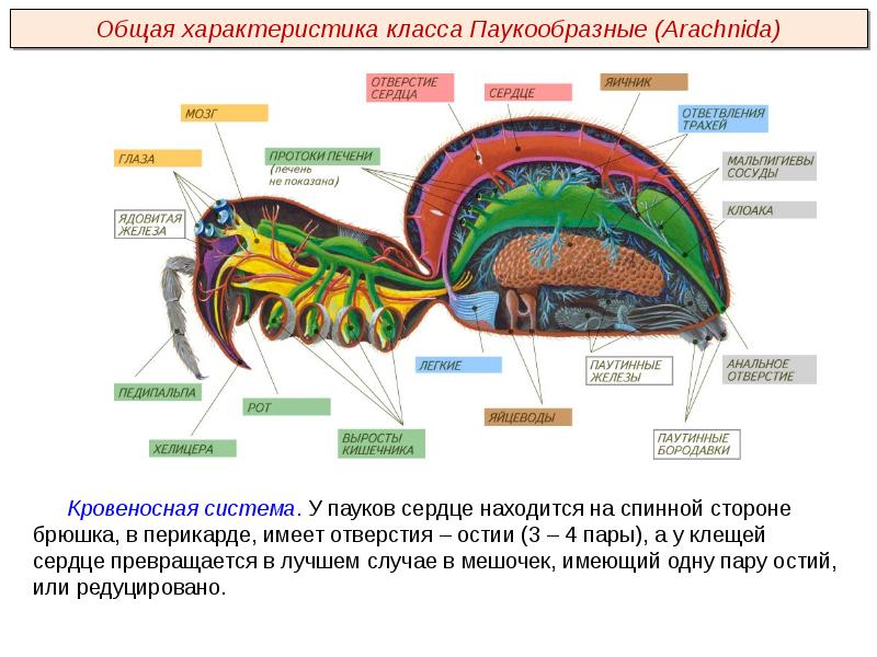 Класс паукообразные презентация пименов