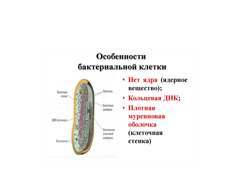 Особенности бактериальной клетки. Характеристика бактериальной клетки. Особенности строения бактерий. Основная особенность строения бактериальной клетки.