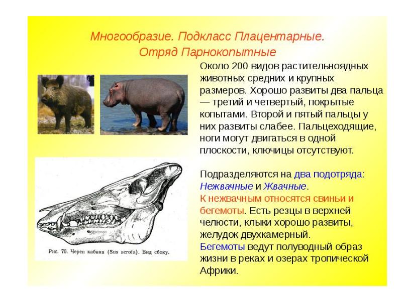 Тело млекопитающих подразделяется на. Отряды высших плацентарных млекопитающих. Отряд парнокопытные жвачные. Отряд непарнокопытные млекопитающие представители. Отряды млекопитающих парнокопытные.