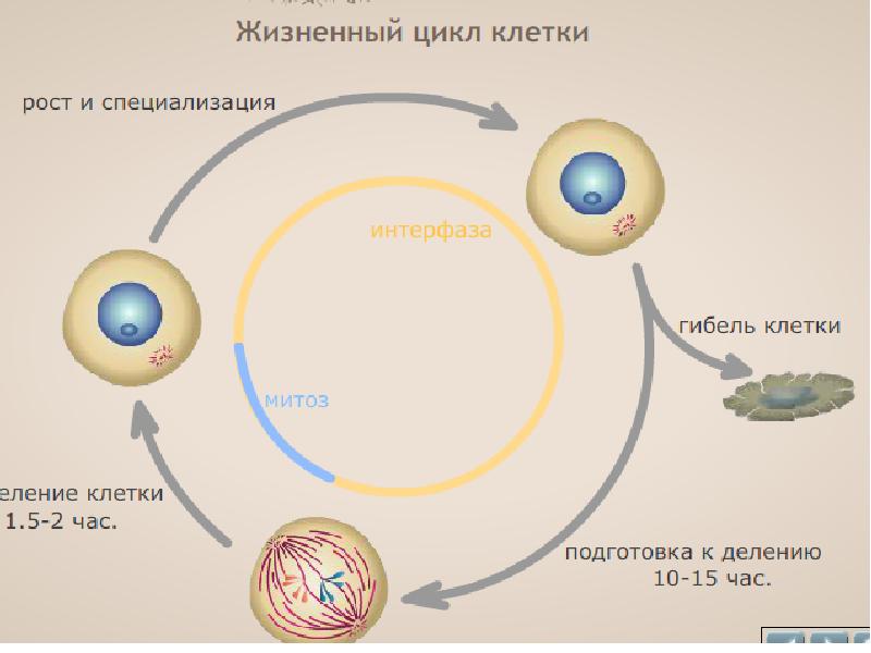 Размножение клетки жизненный цикл. Схема стадий жизненного цикла клетки. Жизненный цикл нервной клетки. Стадии жизненного цикла соматической клетки. Стадия жизненного цикла клетки схема.