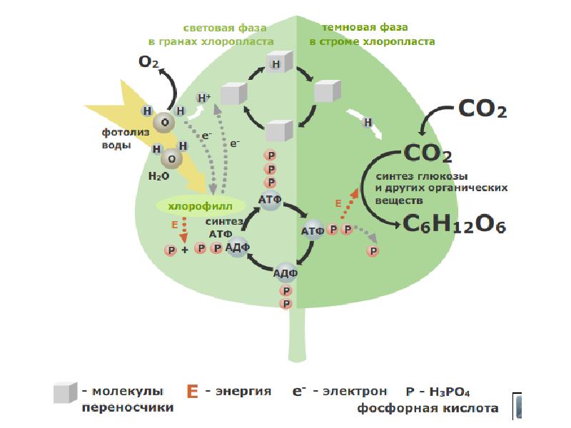 Молекулы световая фаза фотосинтеза. Фотосинтез схема световая фаза и темновая. Темная фаза фотосинтеза схема. Схема световой фазы фотосинтеза 10 класс. Световая фаза фотосинтеза схема ЕГЭ.