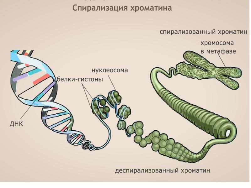 Деспирализация хромосом рисунок