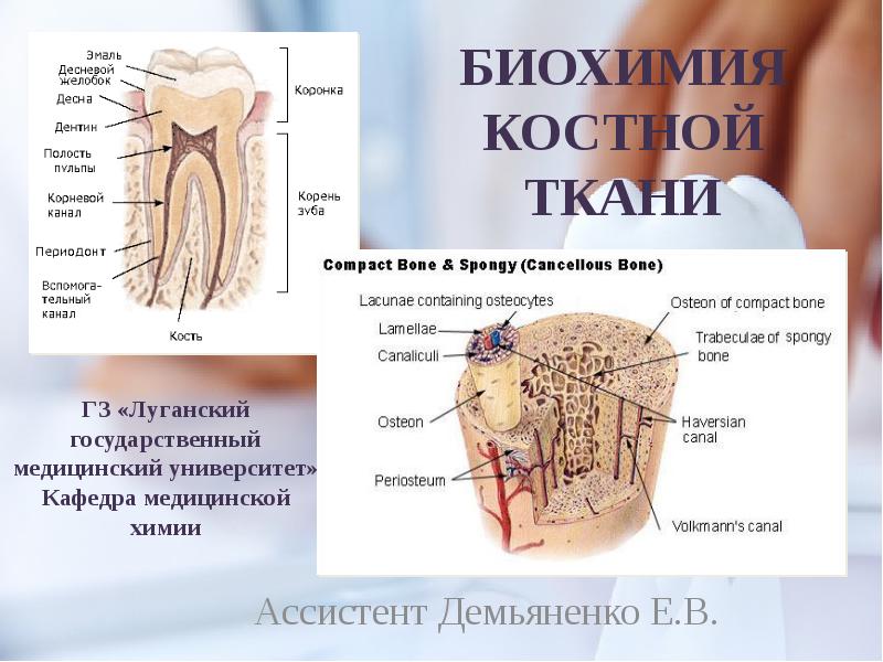 Минеральные компоненты костной ткани