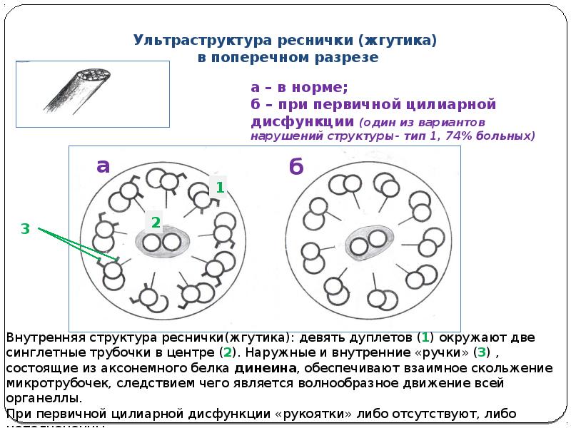 Образуют реснички и жгутики. Строение жгутиков и ресничек кратко. Строение реснички.