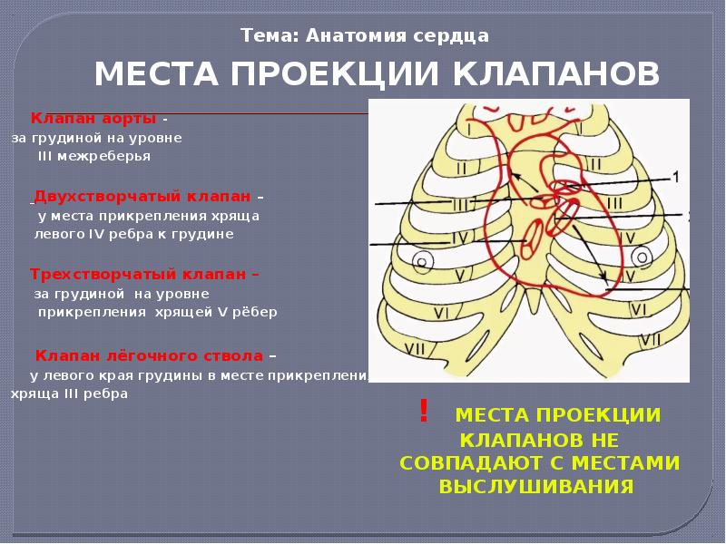 Проекция сердца на грудную