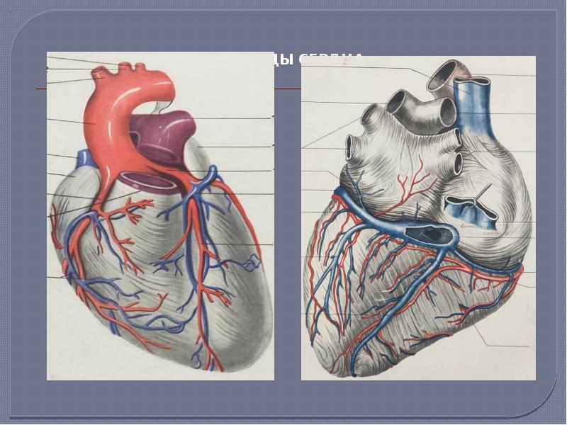 Коронарные сосуды сердца анатомия картинки