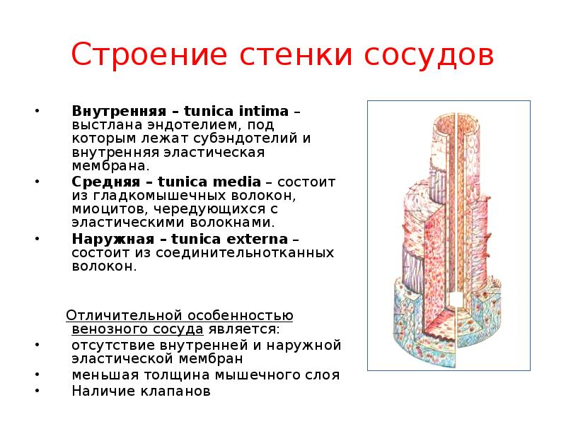 Особенности строения стенки. Строение стенки. Строение стенки капилляра. Общий план строения стенки сосуда. Строение стенок клеток артерии.