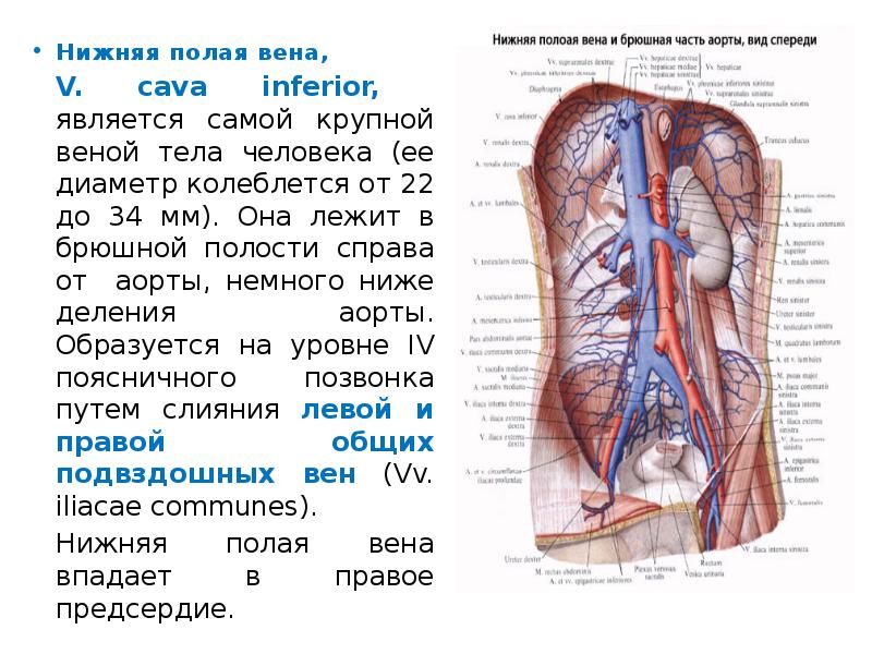 Нижняя полая Вена анатомия. Нижняя полая Вена Синельников.