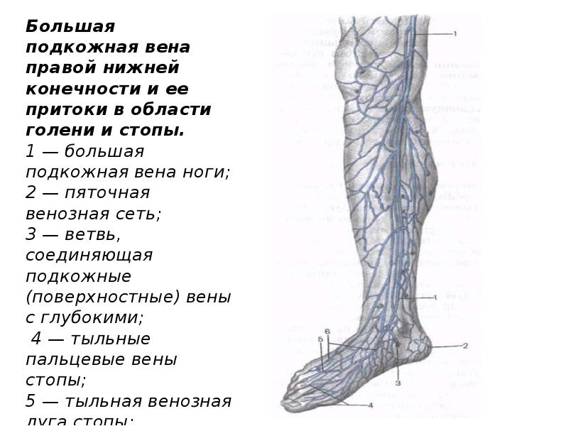 Правом вены