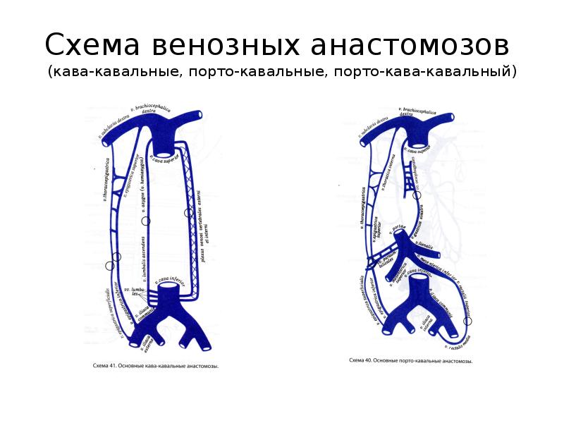 Вены схема