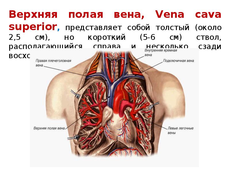 Верхняя полая вена анатомия презентация