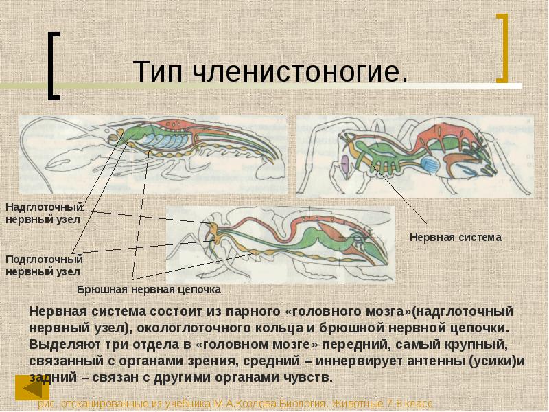 Презентация эволюция нервной системы