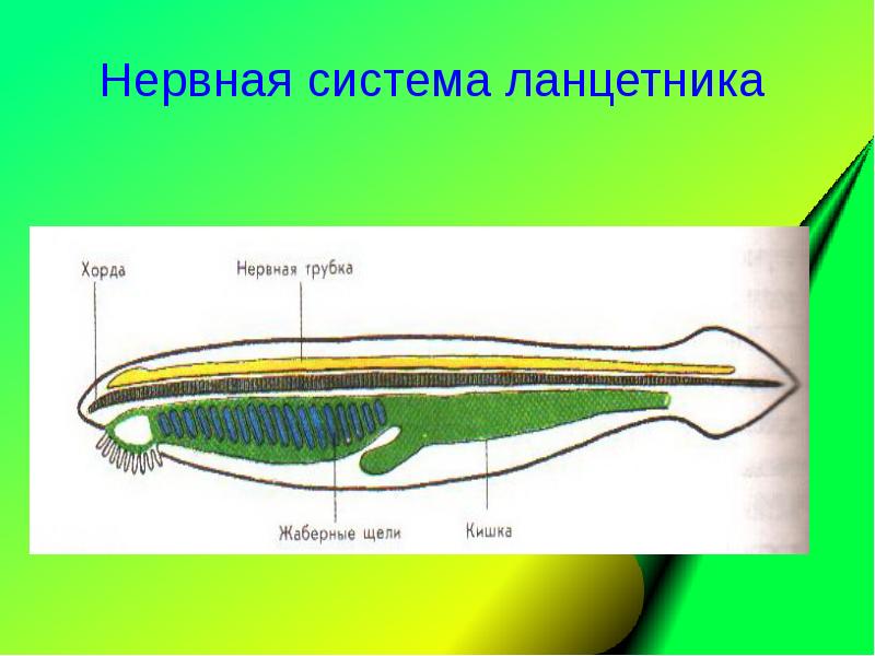 Презентация эволюция нервной системы