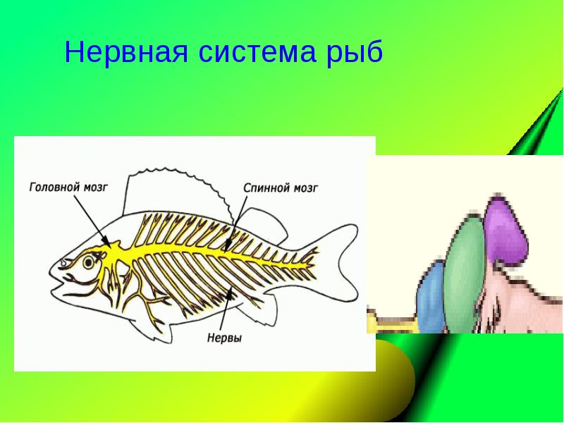 Нервная система рыб