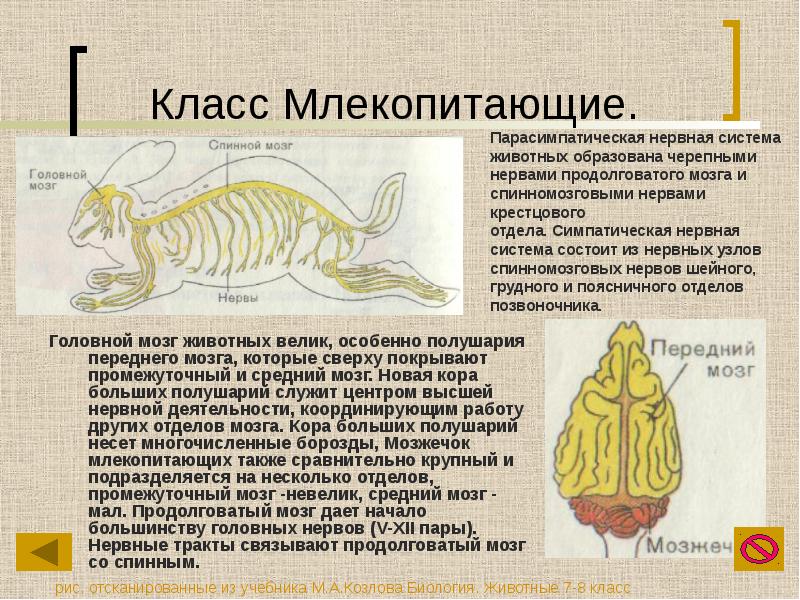 Нервная система егэ презентация