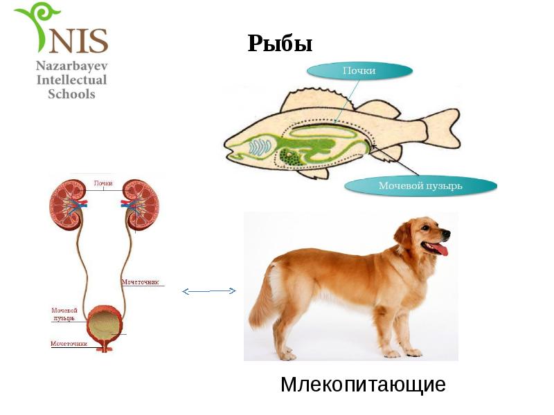 Выделительная система млекопитающих картинки