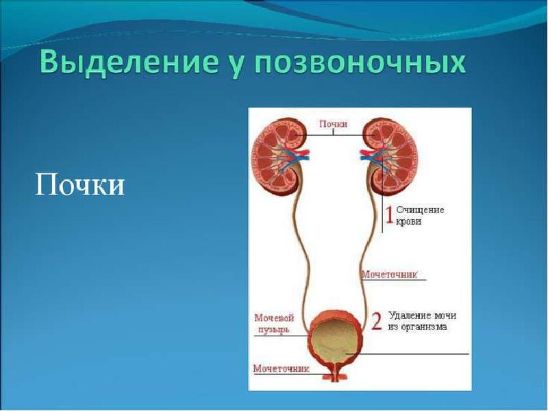 Выделительная система животных рисунок