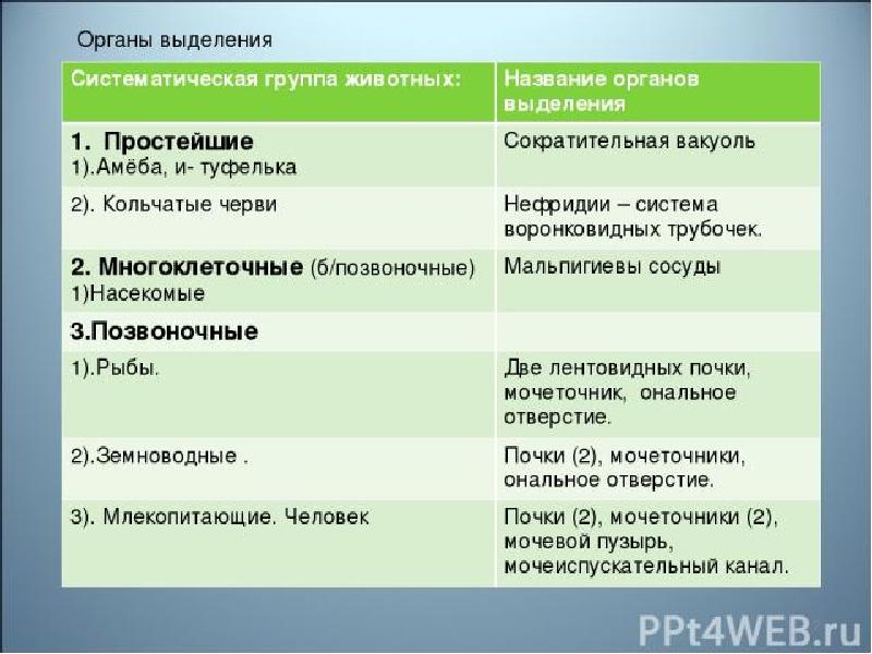 Презентация органы выделения биология 7 класс латюшин